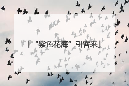 “紫色花海”引客来