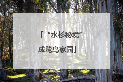 “水杉秘境”成鹭鸟家园