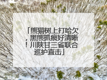 熊猫树上打哈欠，黑熊抓痕好清晰！川陕甘三省联合巡护直击