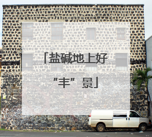 盐碱地上好“丰”景