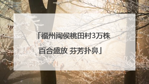 福州闽侯桃田村3万株百合盛放 芬芳扑鼻