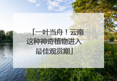 一叶当舟！云南这种神奇植物进入最佳观赏期