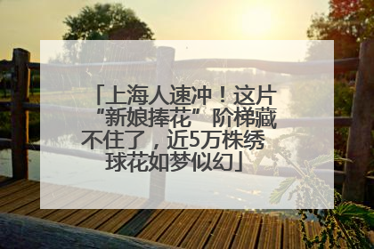 上海人速冲！这片“新娘捧花”阶梯藏不住了，近5万株绣球花如梦似幻