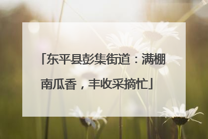 东平县彭集街道：满棚南瓜香，丰收采摘忙