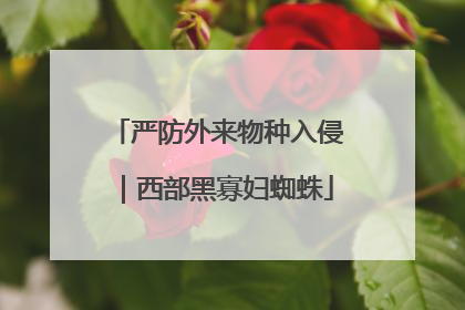 严防外来物种入侵｜西部黑寡妇蜘蛛