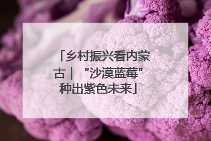 乡村振兴看内蒙古｜“沙漠蓝莓”种出紫色未来