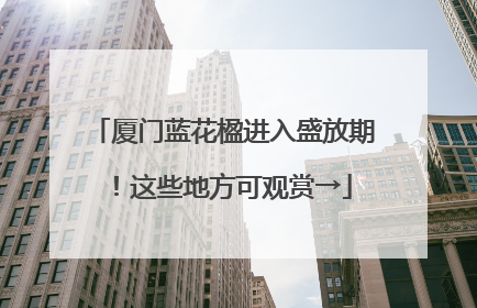 厦门蓝花楹进入盛放期！这些地方可观赏→