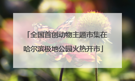 全国首创动物主题市集在哈尔滨极地公园火热开市