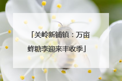 关岭新铺镇：万亩蜂糖李迎来丰收季