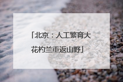 北京：人工繁育大花杓兰重返山野