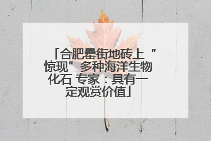 合肥罍街地砖上“惊现”多种海洋生物化石 专家：具有一定观赏价值