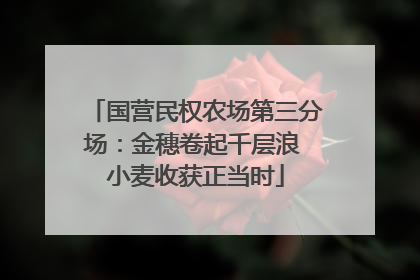 国营民权农场第三分场：金穗卷起千层浪 小麦收获正当时