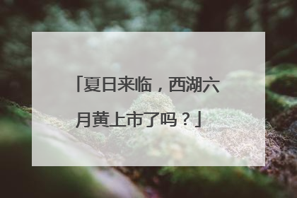 夏日来临，西湖六月黄上市了吗？