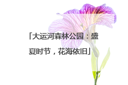 大运河森林公园：盛夏时节，花海依旧
