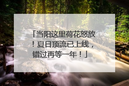 当阳这里荷花怒放！夏日顶流已上线，错过再等一年！