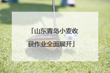 山东青岛小麦收获作业全面展开