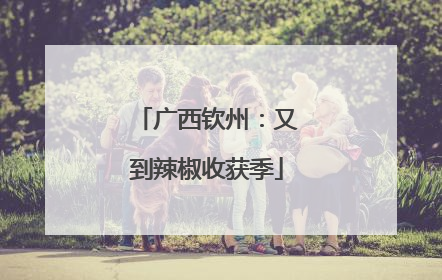 广西钦州：又到辣椒收获季
