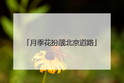 月季花扮靓北京道路