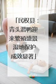 民权县：青头潜鸭迎来繁殖盛景 湿地保护成效显著