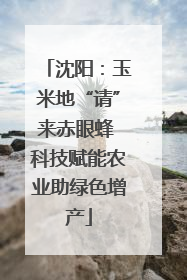 沈阳：玉米地“请”来赤眼蜂 科技赋能农业助绿色增产