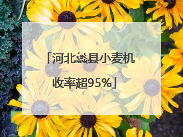 河北蠡县小麦机收率超95%
