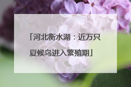 河北衡水湖：近万只夏候鸟进入繁殖期