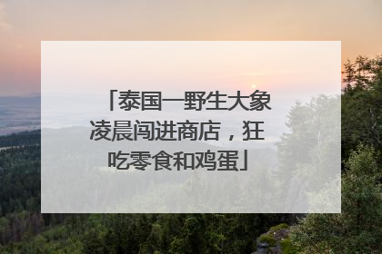 泰国一野生大象凌晨闯进商店，狂吃零食和鸡蛋