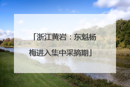 浙江黄岩：东魁杨梅进入集中采摘期
