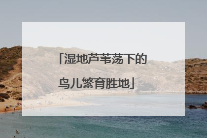 湿地芦苇荡下的鸟儿繁育胜地