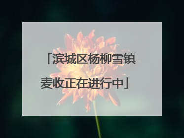 滨城区杨柳雪镇麦收正在进行中