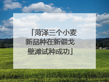 菏泽三个小麦新品种在新疆戈壁滩试种成功