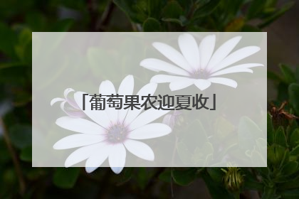 葡萄果农迎夏收