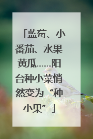 蓝莓、小番茄、水果黄瓜……阳台种小菜悄然变为“种小果”