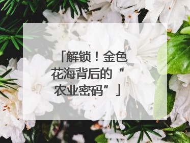 解锁！金色花海背后的“农业密码”