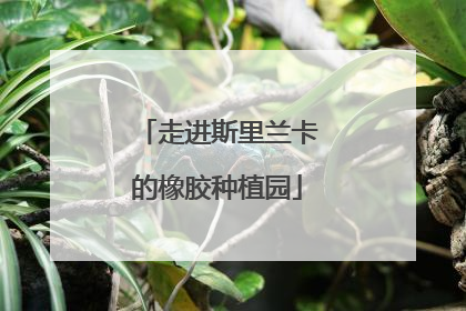 走进斯里兰卡的橡胶种植园