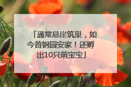 通常悬崖筑巢，如今首钢园安家！还孵出10只萌宝宝