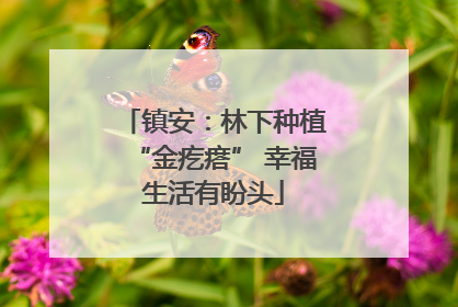 镇安：林下种植“金疙瘩” 幸福生活有盼头
