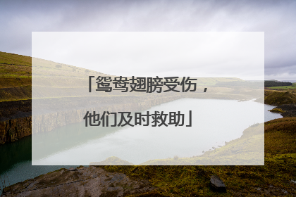 鸳鸯翅膀受伤，他们及时救助
