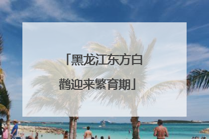 黑龙江东方白鹳迎来繁育期